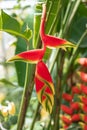 Hanging lobster claw, Heliconia rostrata, budding flower